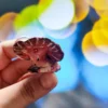 Mushroom Companion Keychain