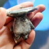Mushroom Companion Keychain